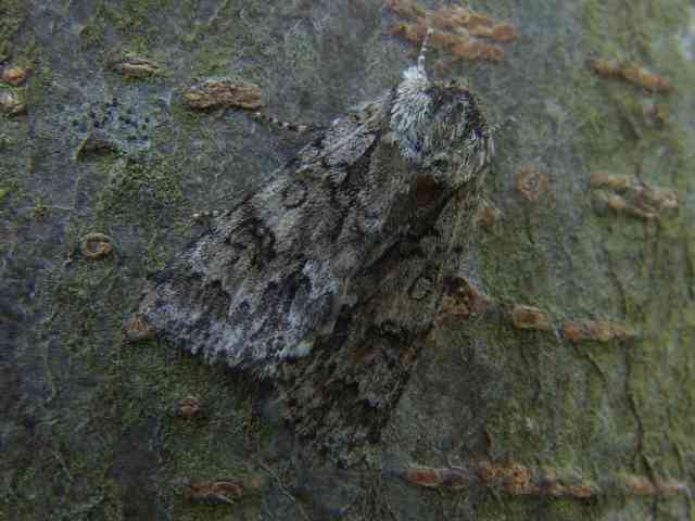 Acronicta auricoma, de Goudhaaruil, een niet zo algemene uil van bossen, heiden en duinen. Waardplanten diverse loofbomen en struiken. 